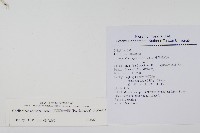 細葉碎米蕨藏品圖，第2張