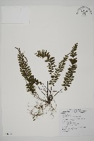 馬來鐵線蕨藏品圖，第1張