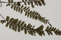 馬來鐵線蕨藏品圖，第3張