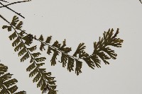 馬來鐵線蕨藏品圖，第4張