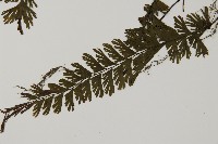 馬來鐵線蕨藏品圖，第5張