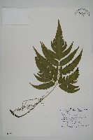 三叉蕨藏品圖，第1張