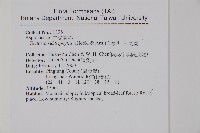 三叉蕨藏品圖，第2張