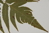 三叉蕨藏品圖，第3張