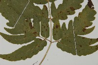 三叉蕨藏品圖，第4張