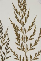 大黑柄鐵角蕨、黃鱗鐵角蕨、大羽鐵角蕨藏品圖，第3張