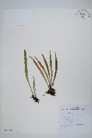 瓦葦藏品圖，第1張