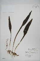 萊氏線蕨藏品圖，第1張