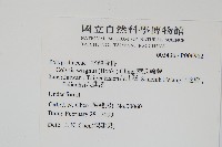 萊氏線蕨藏品圖，第2張