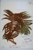 筆筒樹藏品圖，第1張