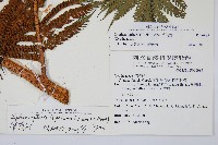 筆筒樹藏品圖，第2張