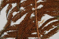 筆筒樹藏品圖，第4張