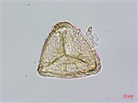 筆筒樹藏品圖，第3張