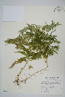 全緣卷柏藏品圖，第1張