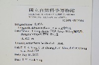 全緣卷柏藏品圖，第2張