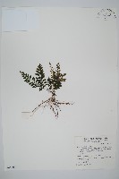 菲律賓厚葉蕨藏品圖，第1張