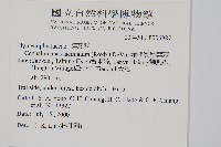 菲律賓厚葉蕨藏品圖，第2張