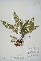 單邊鐵角蕨藏品圖，第1張