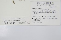 單邊鐵角蕨藏品圖，第2張