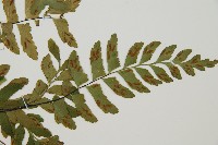 單邊鐵角蕨藏品圖，第4張