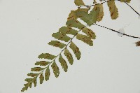 單邊鐵角蕨藏品圖，第5張