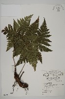 肋毛蕨藏品圖，第1張