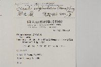 肋毛蕨藏品圖，第2張