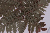 肋毛蕨藏品圖，第4張