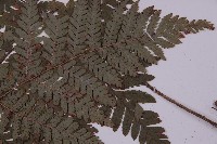 肋毛蕨藏品圖，第5張