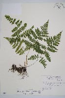 鱗柄短腸蕨藏品圖，第1張