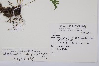 鱗柄短腸蕨藏品圖，第2張