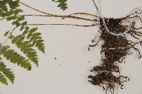 鱗柄短腸蕨藏品圖，第3張