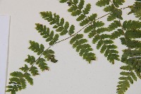 鱗柄短腸蕨藏品圖，第4張