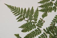 鱗柄短腸蕨藏品圖，第5張