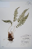 細毛碗蕨藏品圖，第1張