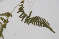 細毛碗蕨藏品圖，第5張