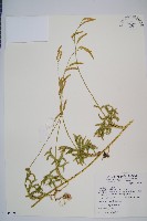 石松藏品圖，第1張