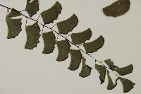 半月形鐵線蕨藏品圖，第3張