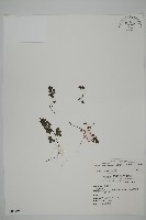 鐵線蕨藏品圖，第1張