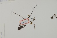 鐵線蕨藏品圖，第3張