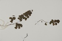 鐵線蕨藏品圖，第4張