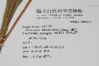 大星蕨藏品圖，第2張