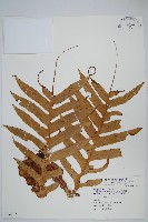 連珠蕨藏品圖，第1張