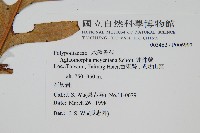 連珠蕨藏品圖，第2張