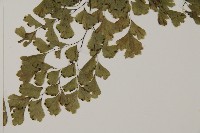 鐵線蕨藏品圖，第3張