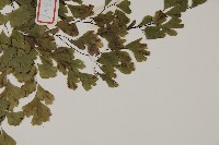 鐵線蕨藏品圖，第5張