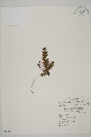 毛葉鐵線蕨藏品圖，第1張