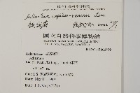 毛葉鐵線蕨藏品圖，第2張