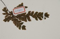 毛葉鐵線蕨藏品圖，第3張