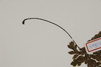 毛葉鐵線蕨藏品圖，第4張